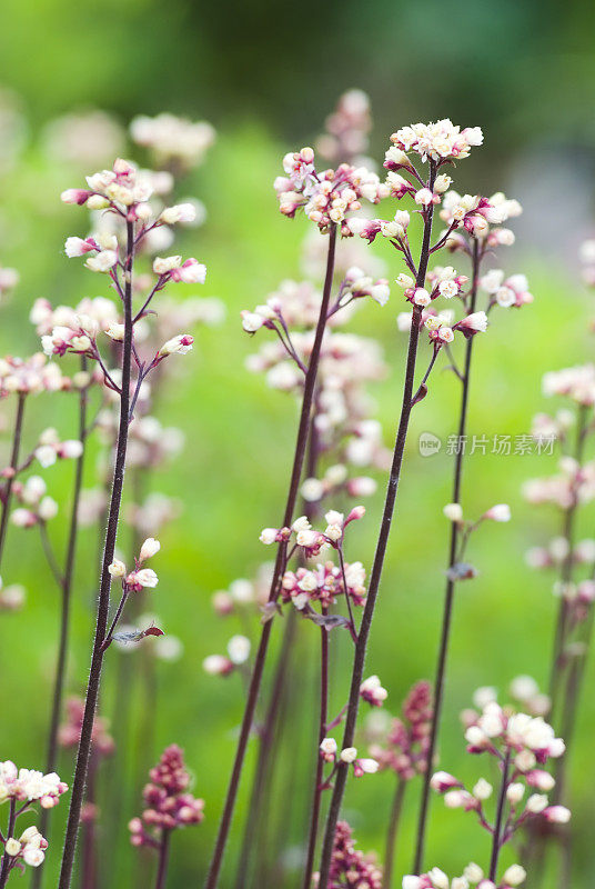 珊瑚钟(Heuchera) -六